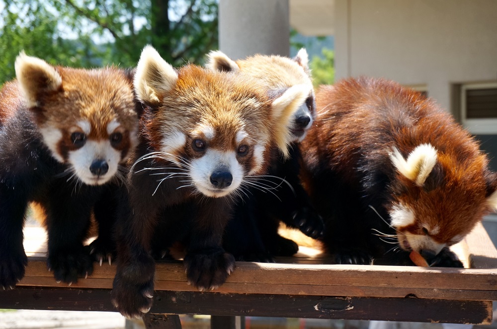 西山公園　レッサーパンダ